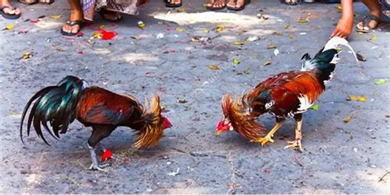 Kubet – Nhà cái Châu Á uy tín hiện nay