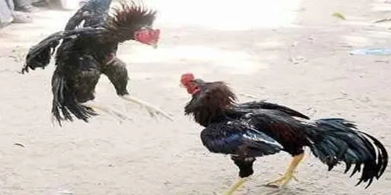 Bí kíp chọn gà và nắm luật chơi đá gà cựa sắt