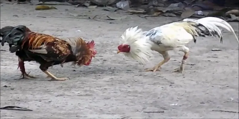 Các bí kíp trước khi tham gia đá gà cựa dao