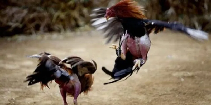 Nhà cái Kubet mang đến game đá gà thú vị