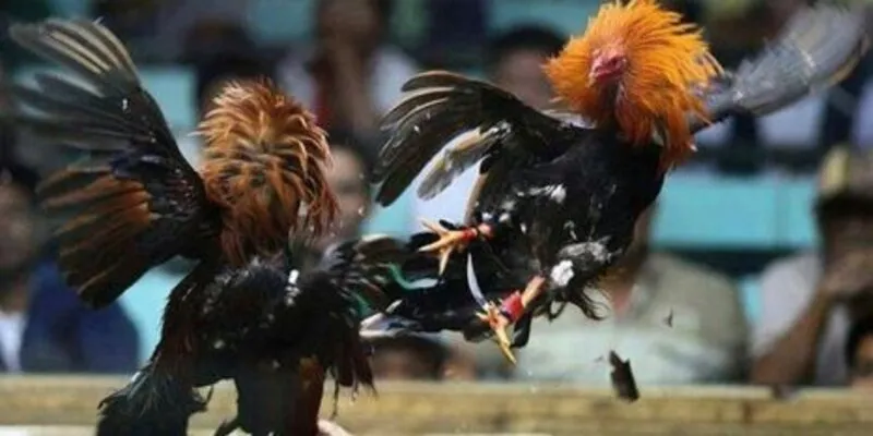 Đá gà Kubet có luật chơi đơn giản