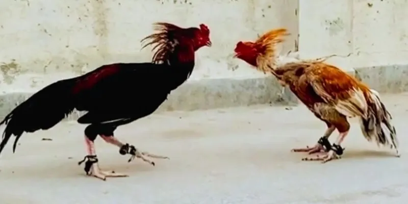 Nhà cái kubet uy tín hàng đầu Việt Nam