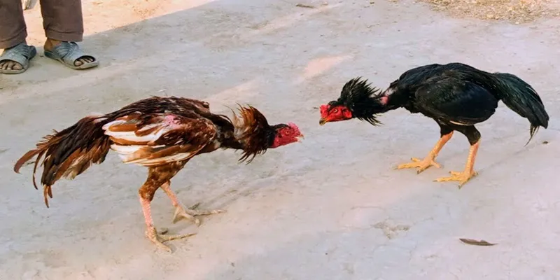 Nắm rõ luật chơi và quy luật chơi