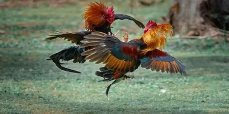 Thao tác đá gà đơn giản tại Kubet