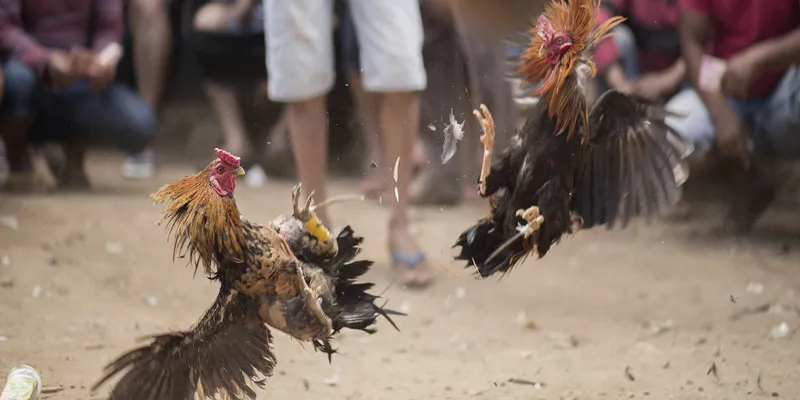 Tìm hiểu chi tiết về trò chơi đá gà c1 tại Kubet